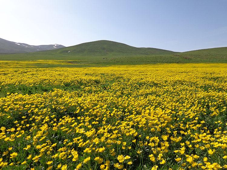 تفرجگاه-ماهار-زنوز-1