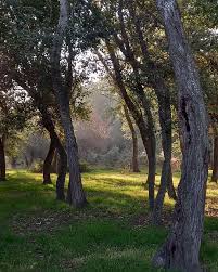 جنگل_های-حاشیه-رود-ارس-–-روستای-پیرایواتلو-و-دوست_کندی-–-پارس_آباد
