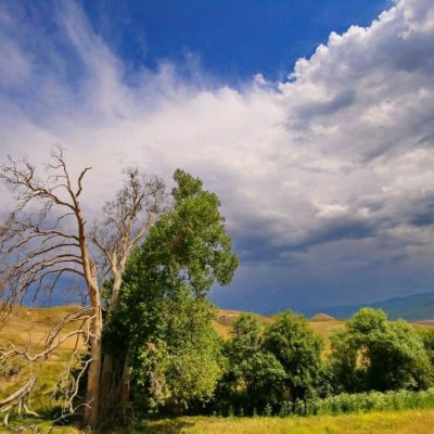 درخت-کهنسال-روستای-زگلیک-—-اهر