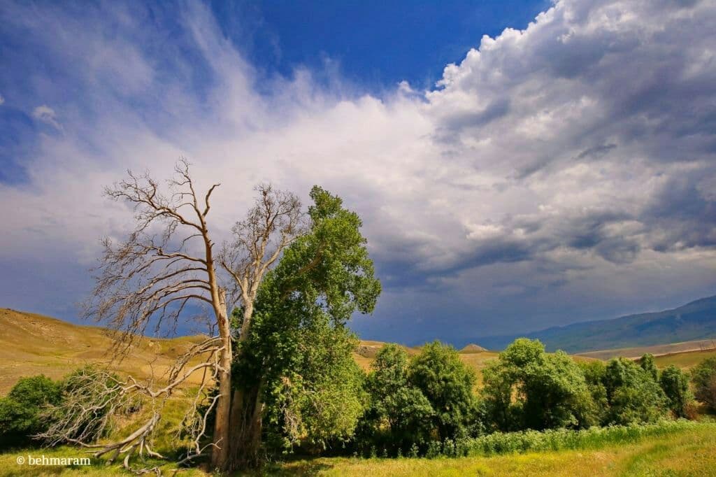 درخت-کهنسال-روستای-زگلیک-—-اهر
