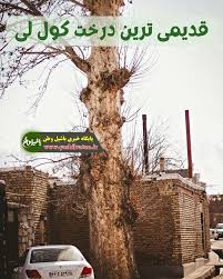 درخت-کهنسال-روستای-کندلج-مرند