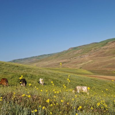 شاه_تپه_سی-–-گرمی