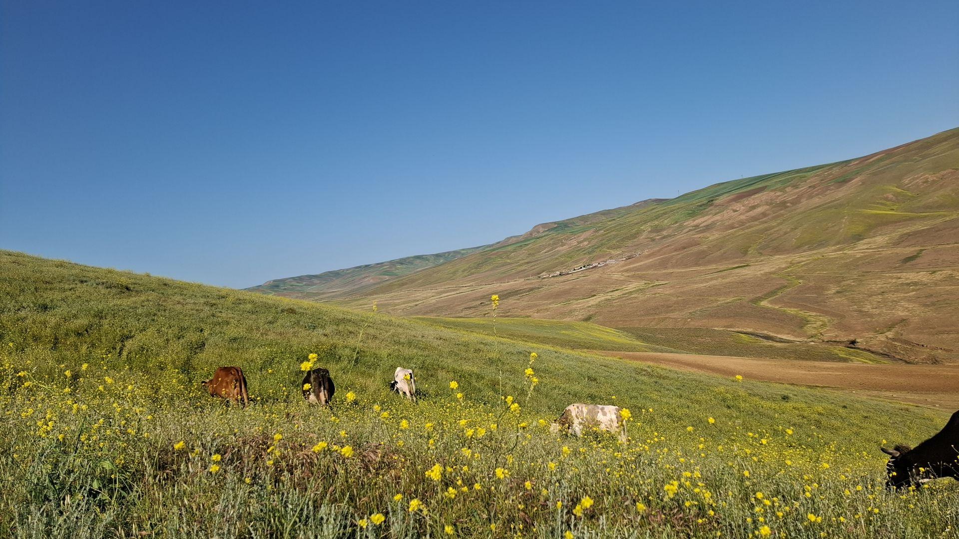 شاه_تپه_سی-–-گرمی