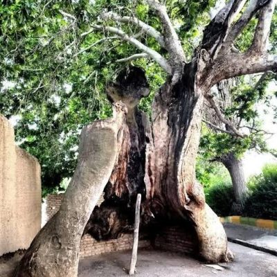 چنار-کهنسال-خامنه-–-شبستر