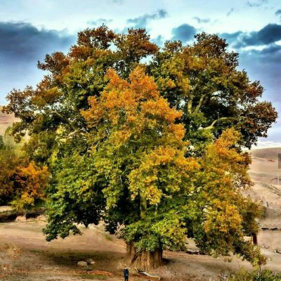 چنار-کهنسال-روستای-یوزباشلو-—-اهر