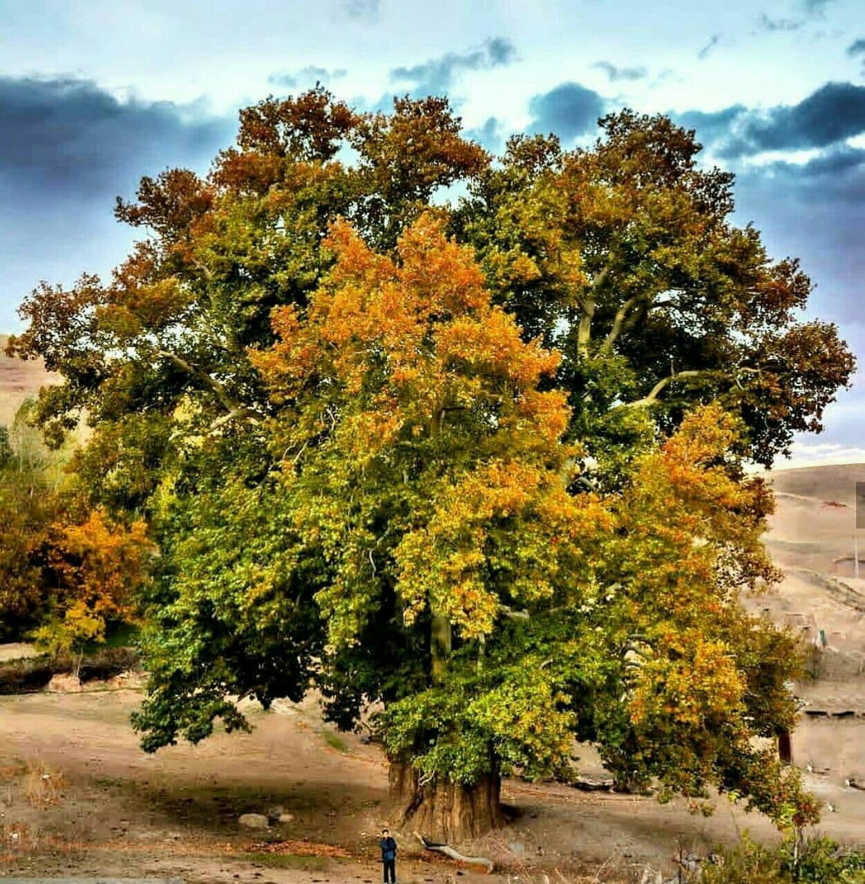 چنار-کهنسال-روستای-یوزباشلو-—-اهر