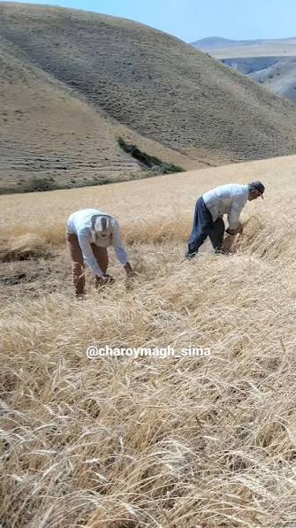 گنبد-آغچه_ریش-–-روستای-آغچه_ریش-–-چاراویماق