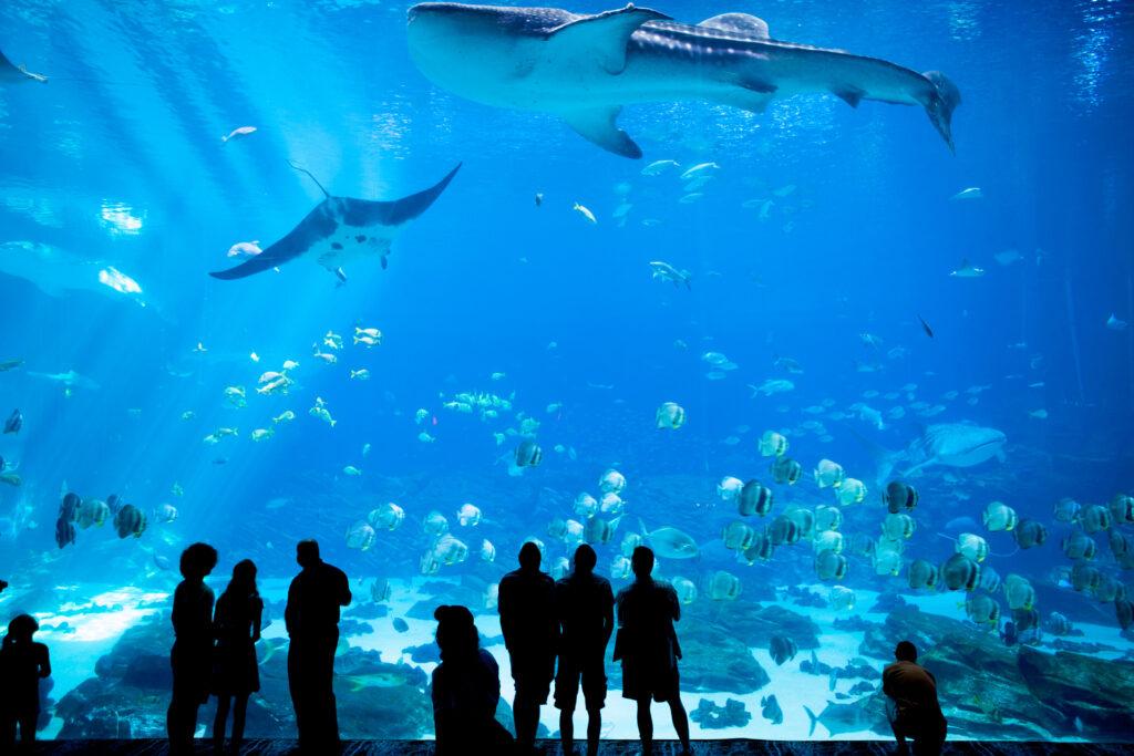 آکواریوم-لا-روشل-–-Aquarium-La-Rochelle-–-Aquarium-La-Rochelle-–-لا-روشل،-Charente-Maritime-–-Nouvelle-Aquitaine-1