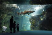 آکواریوم-لا-روشل-–-Aquarium-La-Rochelle-–-Aquarium-La-Rochelle-–-لا-روشل،-Charente-Maritime-–-Nouvelle-Aquitaine-2