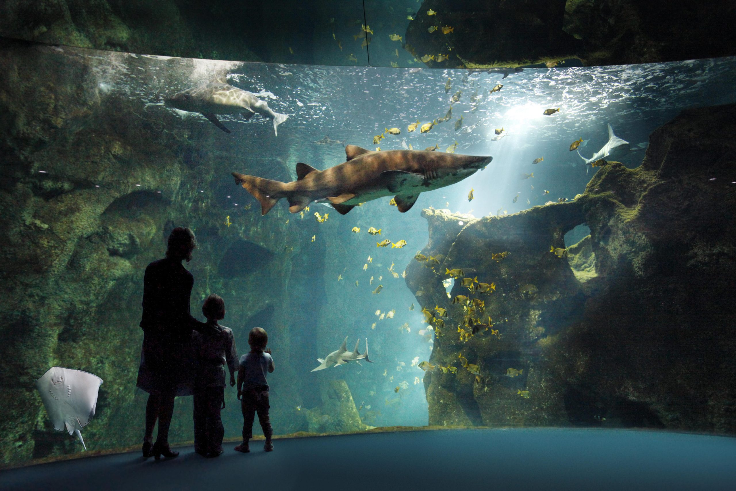 آکواریوم-لا-روشل-–-Aquarium-La-Rochelle-–-Aquarium-La-Rochelle-–-لا-روشل،-Charente-Maritime-–-Nouvelle-Aquitaine-2