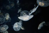 آکواریوم-لا-روشل-–-Aquarium-La-Rochelle-–-Aquarium-La-Rochelle-–-لا-روشل،-Charente-Maritime-–-Nouvelle-Aquitaine-3