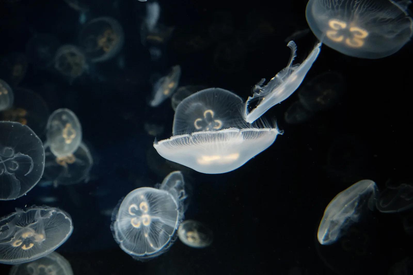 آکواریوم-لا-روشل-–-Aquarium-La-Rochelle-–-Aquarium-La-Rochelle-–-لا-روشل،-Charente-Maritime-–-Nouvelle-Aquitaine-3