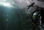 آکواریوم-لا-روشل-–-Aquarium-La-Rochelle-–-Aquarium-La-Rochelle-–-لا-روشل،-Charente-Maritime-–-Nouvelle-Aquitaine-4