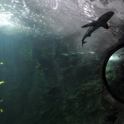 آکواریوم-لا-روشل-–-Aquarium-La-Rochelle-–-Aquarium-La-Rochelle-–-لا-روشل،-Charente-Maritime-–-Nouvelle-Aquitaine-4