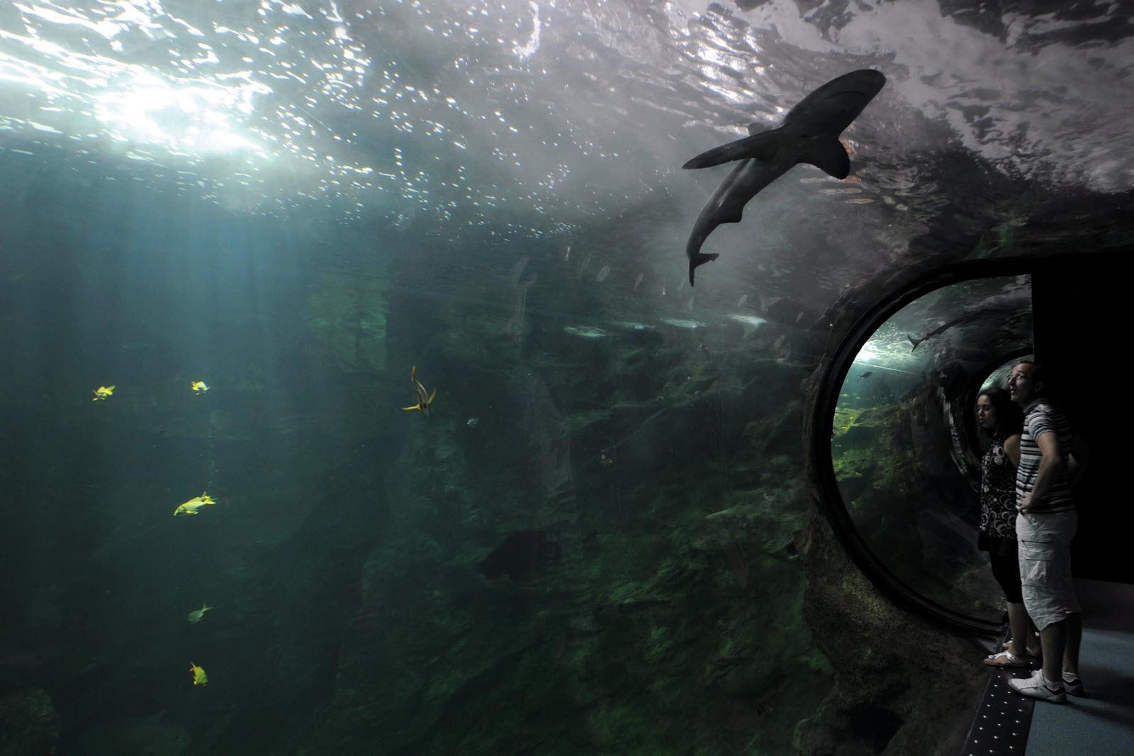آکواریوم-لا-روشل-–-Aquarium-La-Rochelle-–-Aquarium-La-Rochelle-–-لا-روشل،-Charente-Maritime-–-Nouvelle-Aquitaine-4