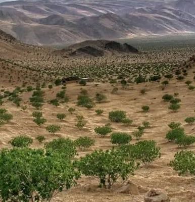 انجیرستان‌های-دیم-استهبان-–-استهبان