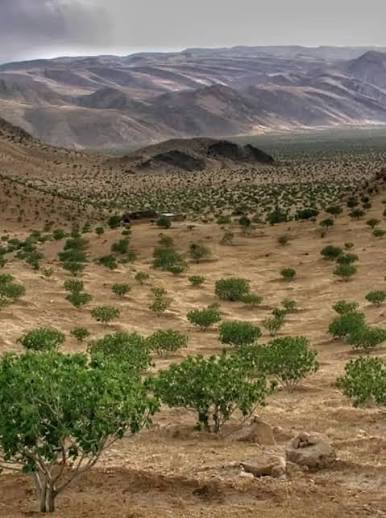 انجیرستان‌های-دیم-استهبان-–-استهبان