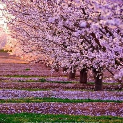 باغ-سیب-مهرشهر-–-مهرشهر-–-کرج