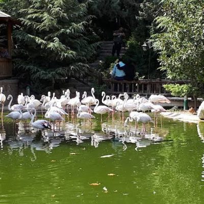 باغ-پرندگان-تهران-–-تهران