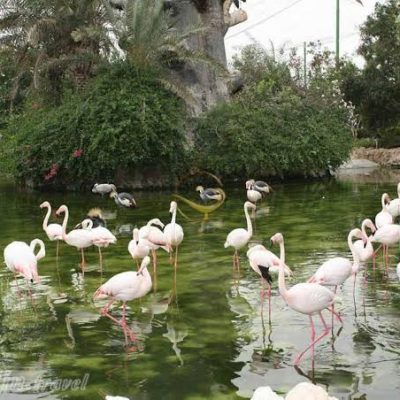 باغ-پرندگان-کیش