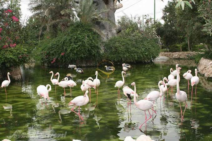 باغ-پرندگان-کیش