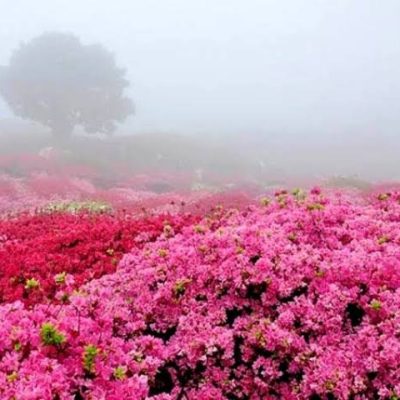 باغ‌های-گل-محمدی-قمصر-–-قمصر-–-کاشان