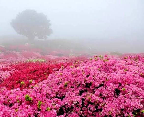 باغ‌های-گل-محمدی-قمصر-–-قمصر-–-کاشان