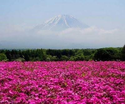 باغ‌های-گل-محمدی-نیاسر-–-نیاسر-–-کاشان