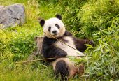 باغ‌وحش-برلین-–-Zoologischer-Garten-Berlin-–-Berlin-Zoological-Garden