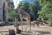 باغ‌وحش-برلین-–-Zoologischer-Garten-Berlin-–-Berlin-Zoological-Garden-2
