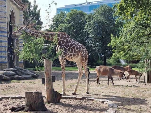 باغ‌وحش-برلین-–-Zoologischer-Garten-Berlin-–-Berlin-Zoological-Garden-2