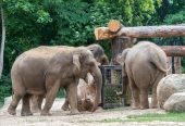 باغ‌وحش-برلین-–-Zoologischer-Garten-Berlin-–-Berlin-Zoological-Garden-3
