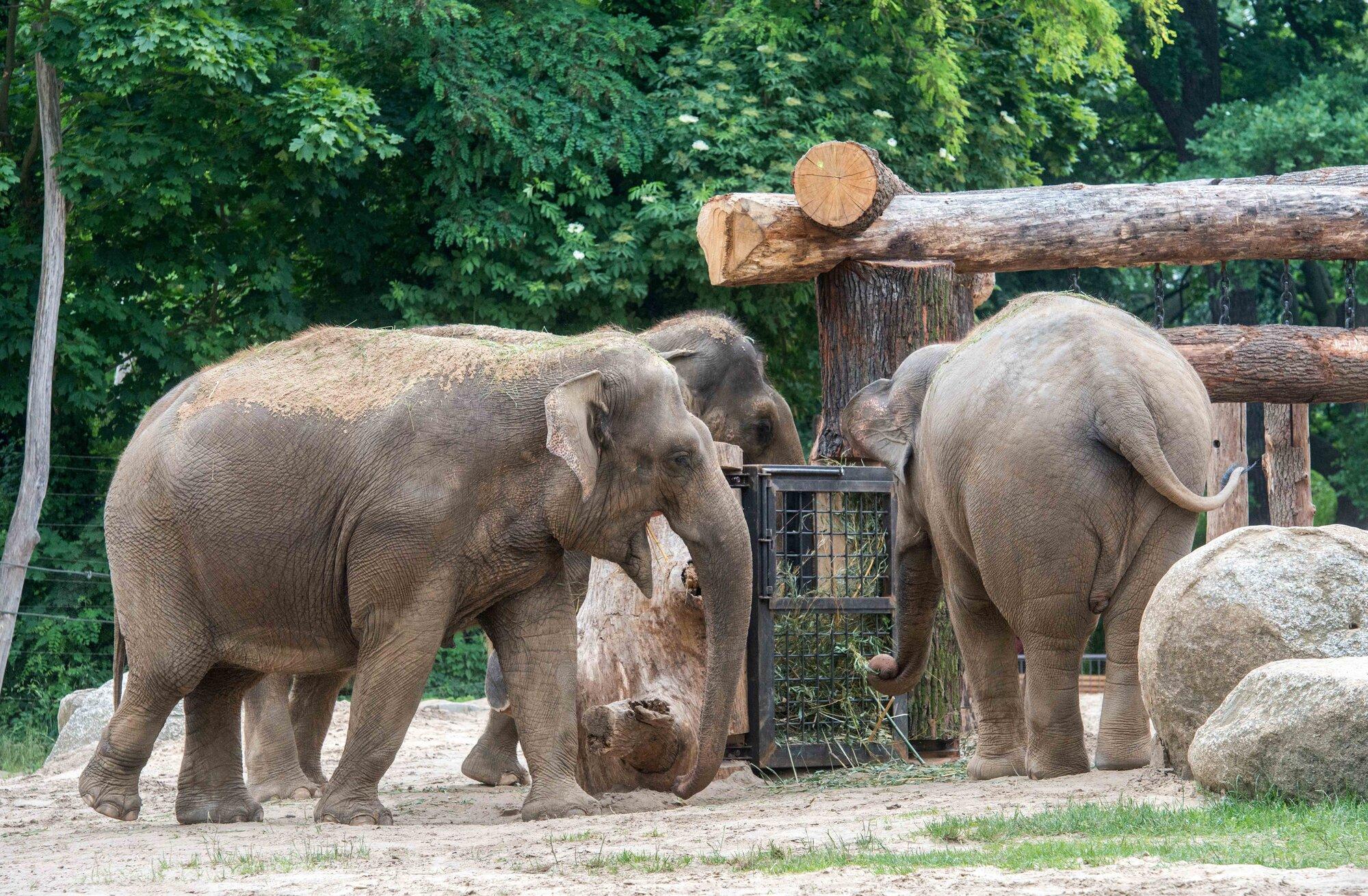 باغ‌وحش-برلین-–-Zoologischer-Garten-Berlin-–-Berlin-Zoological-Garden-3
