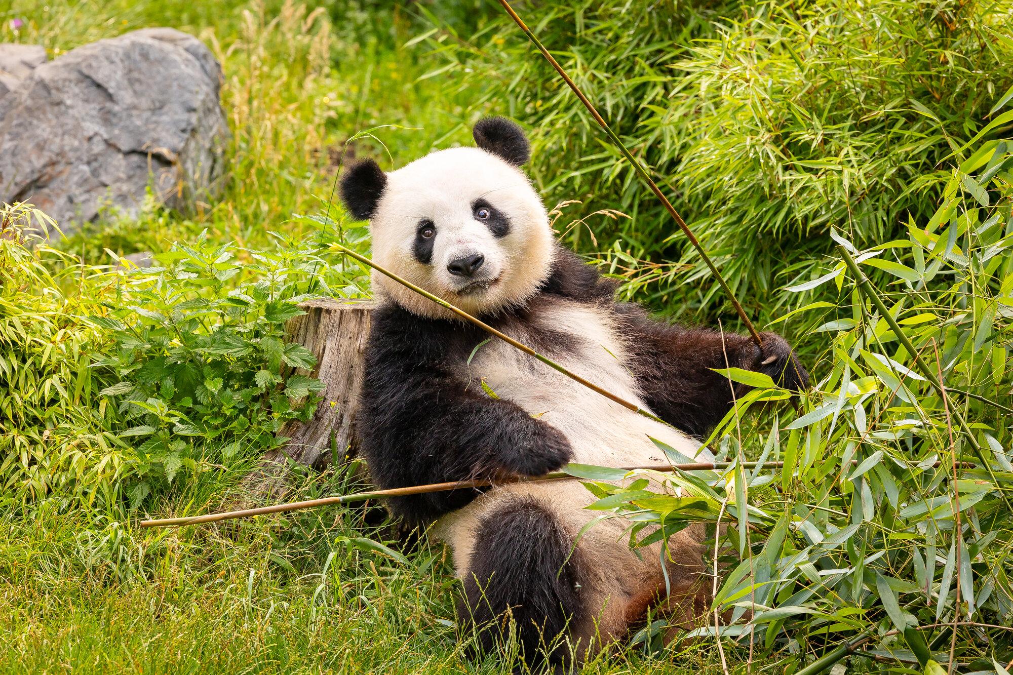 باغ‌وحش-برلین-–-Zoologischer-Garten-Berlin-–-Berlin-Zoological-Garden