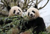 باغ‌وحش-بووال-–-ZooParc-de-Beauval-–-ZooParc-de-Beauval-–-سن‌اگنان،-Loir-et-Cher-–-Centre-Val-de-Loire