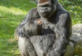 باغ‌وحش-بووال-–-ZooParc-de-Beauval-–-ZooParc-de-Beauval-–-سن‌اگنان،-Loir-et-Cher-–-Centre-Val-de-Loire-2