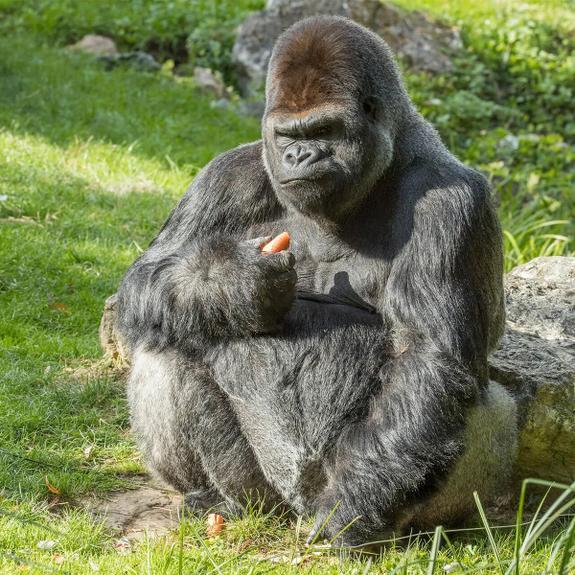 باغ‌وحش-بووال-–-ZooParc-de-Beauval-–-ZooParc-de-Beauval-–-سن‌اگنان،-Loir-et-Cher-–-Centre-Val-de-Loire-2