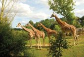 باغ‌وحش-بووال-–-ZooParc-de-Beauval-–-ZooParc-de-Beauval-–-سن‌اگنان،-Loir-et-Cher-–-Centre-Val-de-Loire-3
