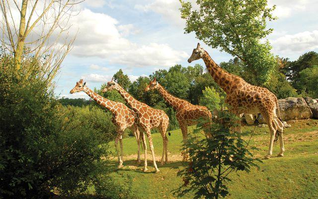 باغ‌وحش-بووال-–-ZooParc-de-Beauval-–-ZooParc-de-Beauval-–-سن‌اگنان،-Loir-et-Cher-–-Centre-Val-de-Loire-3