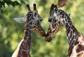 باغ‌وحش-بووال-–-ZooParc-de-Beauval-–-ZooParc-de-Beauval-–-سن‌اگنان،-Loir-et-Cher-–-Centre-Val-de-Loire-4