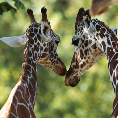 باغ‌وحش-بووال-–-ZooParc-de-Beauval-–-ZooParc-de-Beauval-–-سن‌اگنان،-Loir-et-Cher-–-Centre-Val-de-Loire-4
