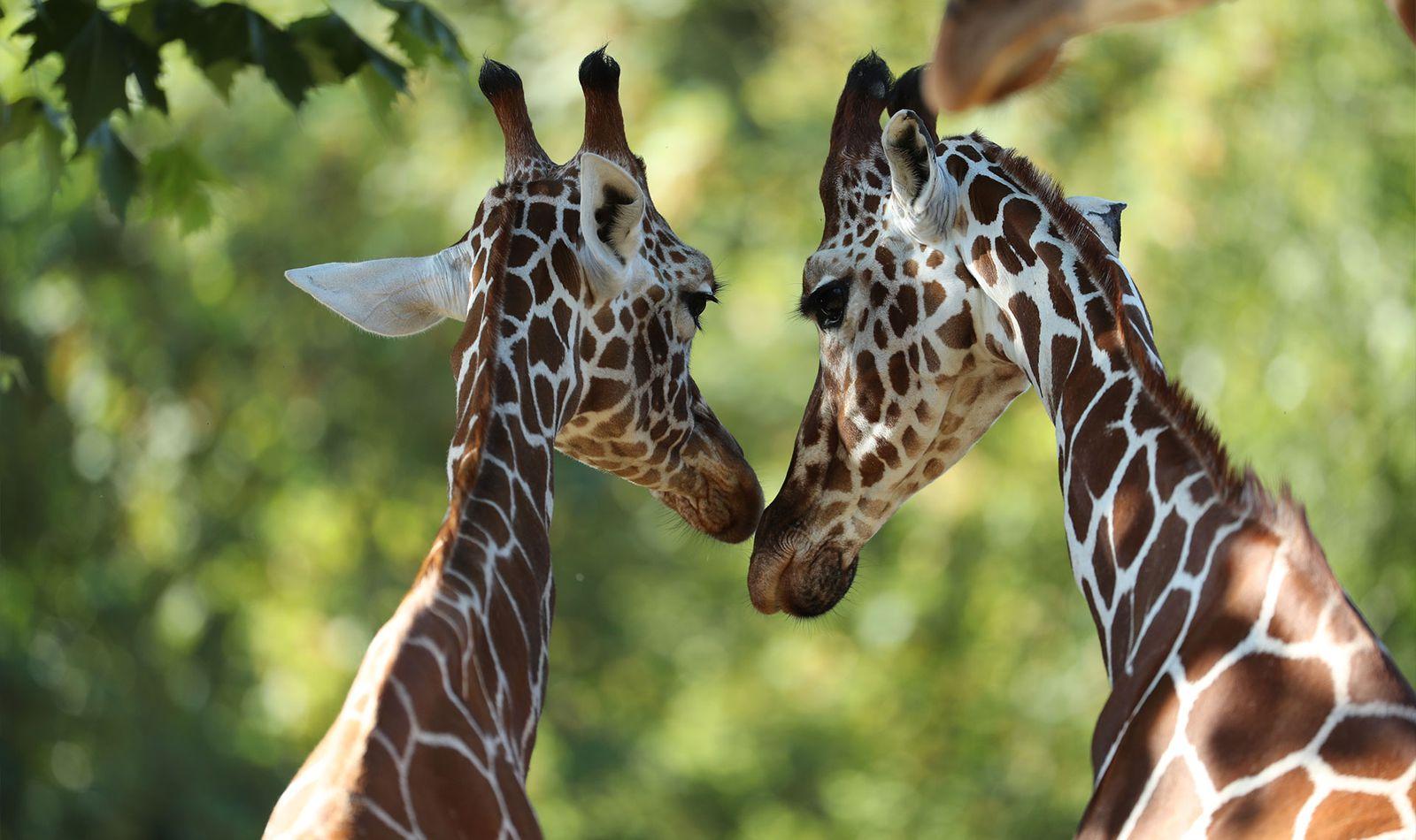 باغ‌وحش-بووال-–-ZooParc-de-Beauval-–-ZooParc-de-Beauval-–-سن‌اگنان،-Loir-et-Cher-–-Centre-Val-de-Loire-4
