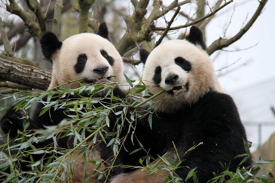 باغ‌وحش-بووال-–-ZooParc-de-Beauval-–-ZooParc-de-Beauval-–-سن‌اگنان،-Loir-et-Cher-–-Centre-Val-de-Loire