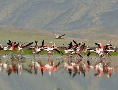 تالاب-بین‌المللی-کمجان-–-روستای-کمجان-–-شهرستان-خرامه