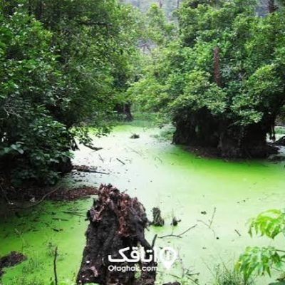تالاب-عینک-رشت