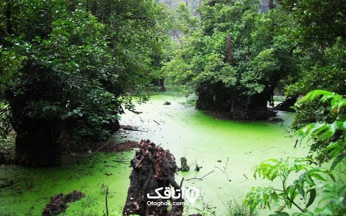 تالاب-عینک-رشت