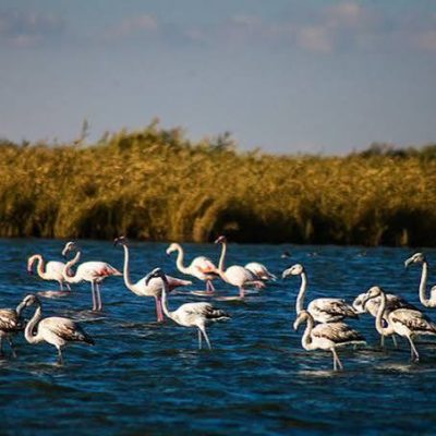 تالاب-میقان-و-زیستگاه-پرندگان-مهاجر
