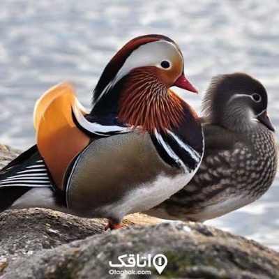 تالاب-چوکام-–-بخش-چوکام-–-خمام