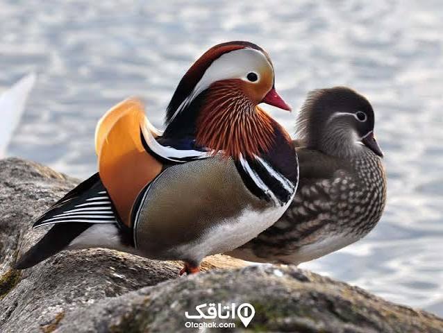 تالاب-چوکام-–-بخش-چوکام-–-خمام