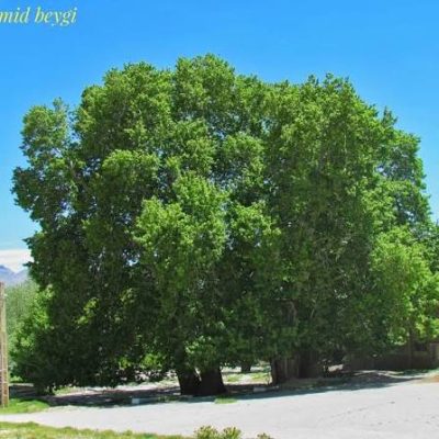 تنگ-ده-زیارت-–-جنوب-روستای-ده-زیارت-–-سرچهان